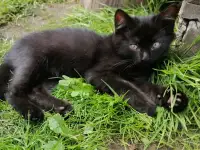 Котята ищут дом, фотография 9