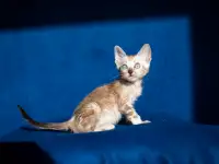 Уникальная бенгальская кошечка мраморного снежного окраса снежная рысь, фотография 3