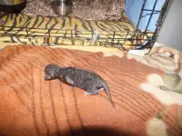 Бронь на корниш-рекс котят, фотография 6