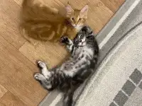 Котенок мейн кун, фотография 4