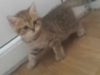 Продам котят, фотография 6
