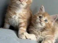 Мальчики Мейн кун, фотография 7