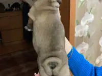Французский бульдог, фотография 4