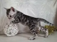 Бенгальские котята