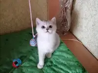 Британские котята, фотография 3