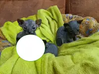 Котята Канадского Сфинкса, фотография 7