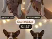 Щенки Басенджи 12.12.21, фотография 3