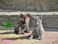 Милые котята, хотят найти любящего хозяина., фотография 2