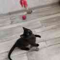 Котенок ищет дом, фотография 6