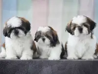 Высокопородные щенки ши тцу, фотография 3