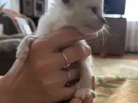 Котята ищут новый дом, фотография 4