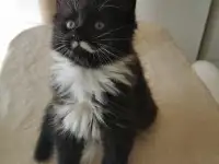 Котятa Мейн Куны из серцифицированного питомника, фотография 5