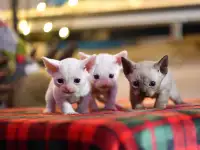 Котята Девон Рекс, фотография 3