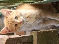 Котятаив добрые руки, фотография 2