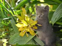 Милые котята, хотят найти любящего хозяина., фотография 5