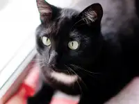 Ласковый котик Каспер в дар!