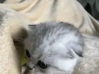 Шотландские вислоухие котята, фотография 3