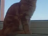 Мейн кун