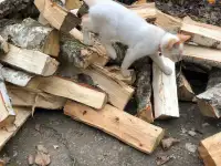 Дрова колотые