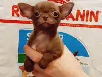 Мини чихуахуа, фотография 2