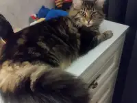 Котята, фотография 9