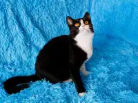 Красивая прелестная Белочка ищет свою семью!, фотография 4