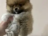 Померанские шпицы девочки мальчики, фотография 5