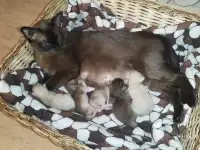 Европейская Бурма котята Бронирование, фотография 5