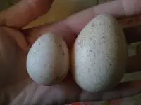 Яйцо цесарок , индейки , индоуток на инкубацию и в пищу, фотография 2