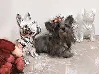 Эксклюзив.Чихуахуа окрас мерле и мини йорк., фотография 3