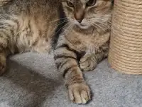 Кошка Мия в дар