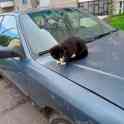 Котята ищут дом, фотография 6