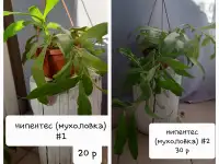 Комнатные растения лот СРОЧНО, фотография 5
