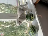 Продам котенка, фотография 2