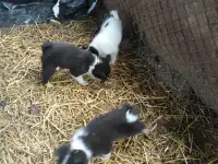 Щенки лайки охотничьей