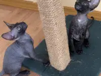 Корниш-рекс котята, фотография 5