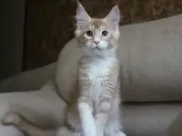 Шикарный котик Мейн-кун!, фотография 4