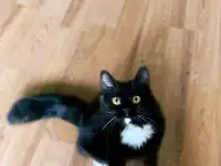 Черная кошка Санта ищет семью!, фотография 8