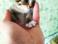 Котята. Даром. Срочно!!!, фотография 5