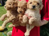 Той Пудель мальчики и девочки, фотография 2
