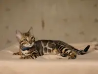 Бенгальский мальчик, фотография 3