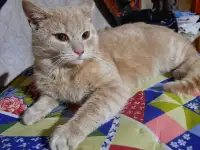 Кот в дар, фотография 2