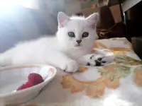 Британские серебристые котята, фотография 2