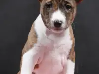 Щенки Басенджи, фотография 2