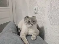 Отдам в хорошие руки, фотография 2