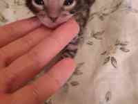 Бенгальский котнок, фотография 8