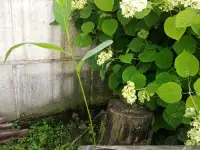 Пекан белый, фотография 3