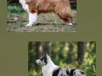 Купить щенка бордер колли, фотография 2