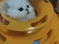 Продажа шотландского котенка, фотография 5
