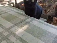 Котенок в дар, фотография 3